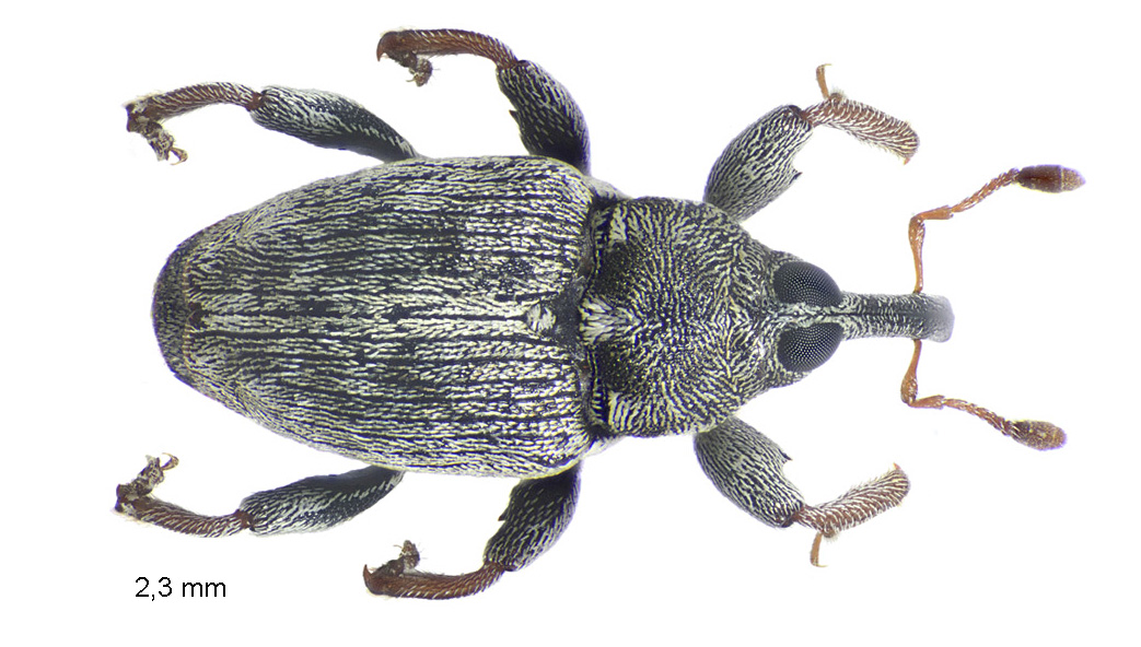 Coryssomerus capucinus (Beck, 1817)
